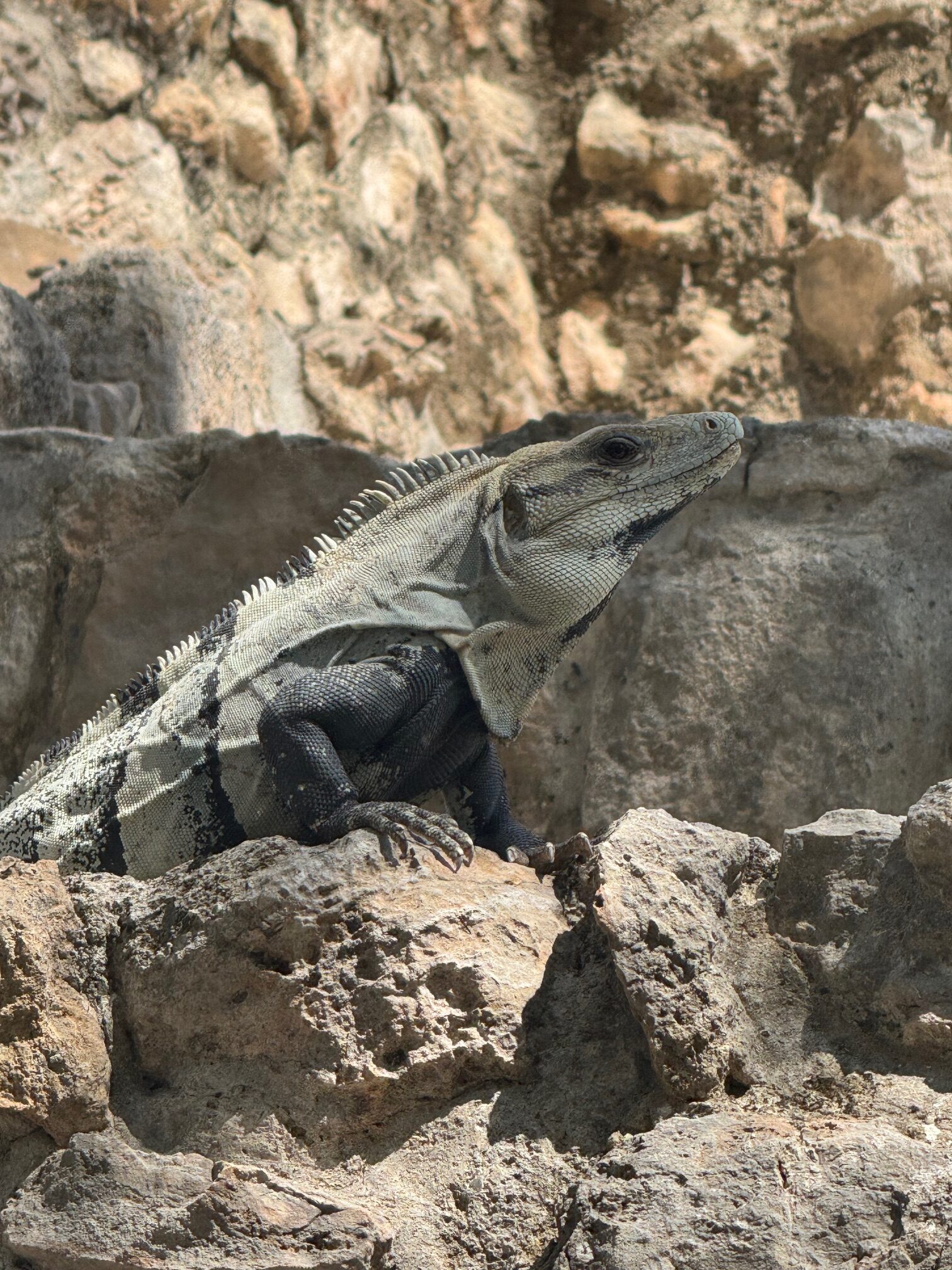 iguana
